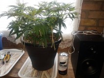 de8e8ea16425bcdcd8fc5f1e2a2f97c9