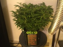 26B15146-CA0A-485A-BFE0-D493DCFB21E7