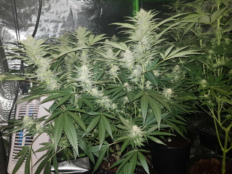 Purple Queen 4 weeks flower