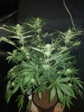 Granddaddy purps 24 days of 12/12 flower 20l soil