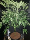 Granddaddy purps 24 days of 12/12 flower 20l soil