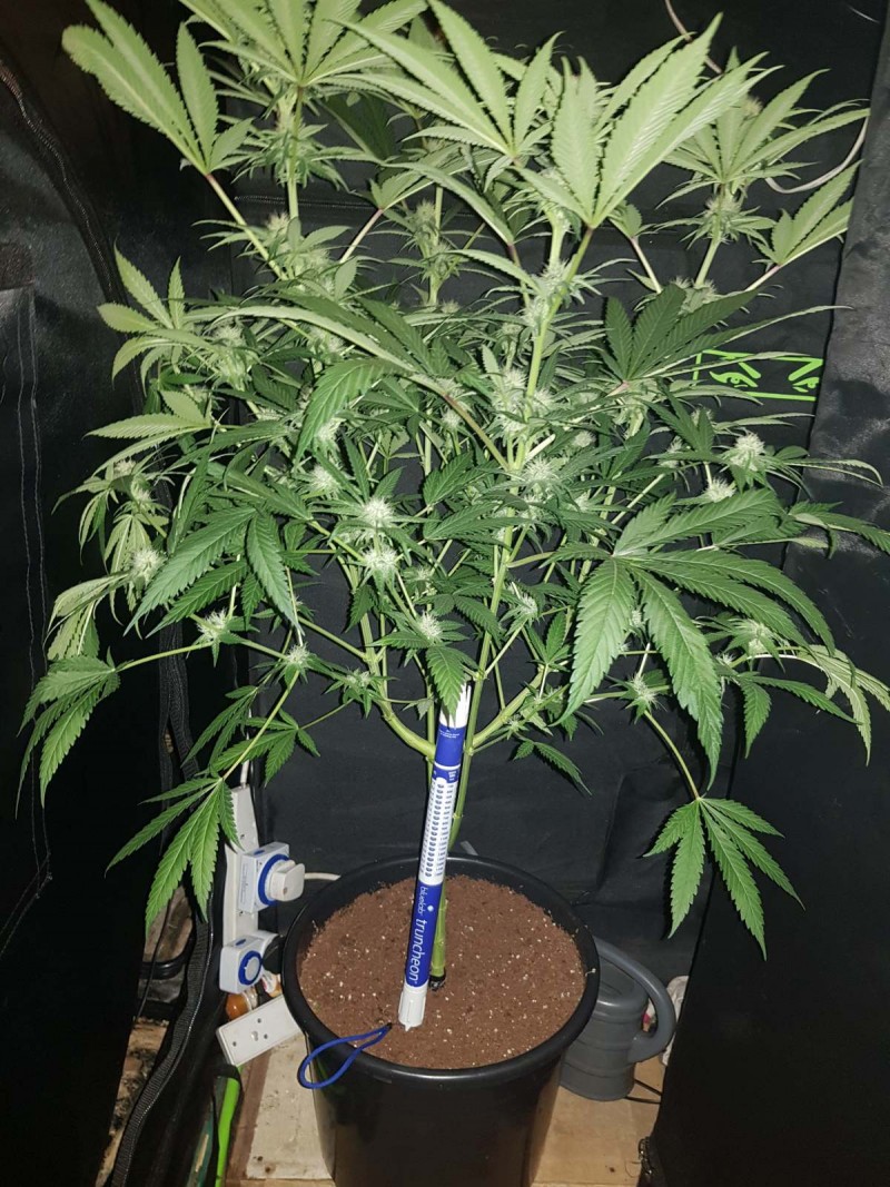 Granddaddy purps 24 days of 12/12 flower 20l soil