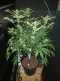 Granddaddy purps 24 days of 12/12 flower 20l soil