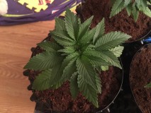 4F2D79A3-ECAB-410E-A555-2A9DDA818EF2