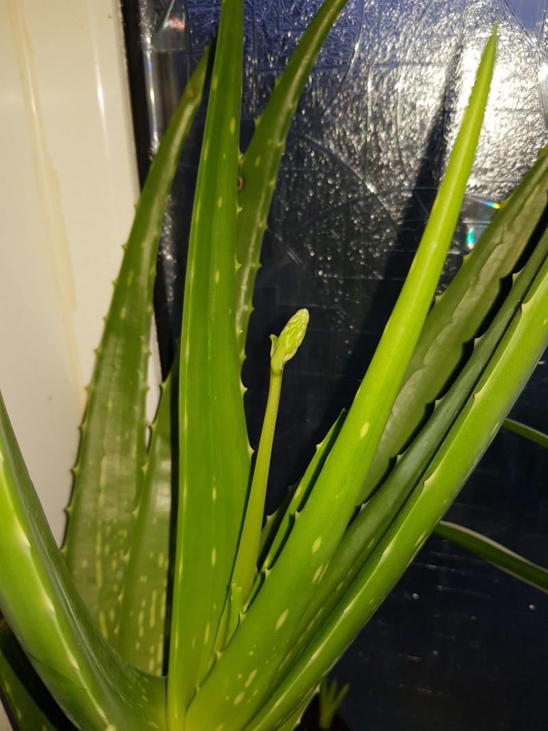 Aloe vera flower