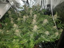 Disco Low watt scrog 60 days 12/12 flower