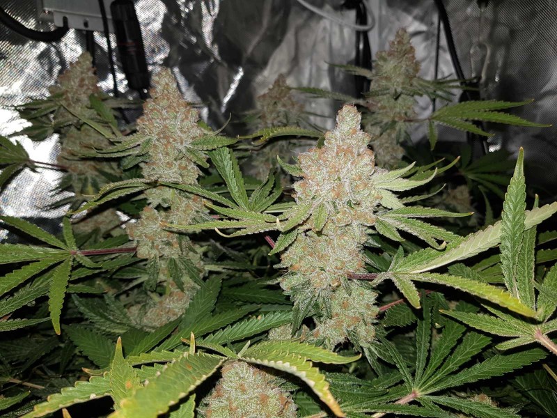 Disco Low watt scrog 60 days 12/12 flower