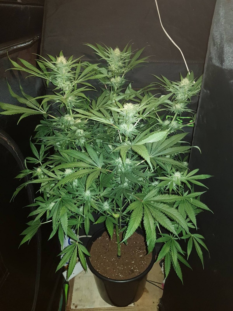 Granddaddy purps 27 days of 12/12 flower 20l soil