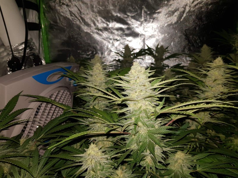 Purple Queen 34 days flower