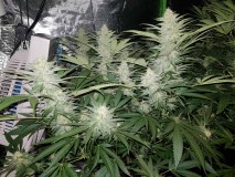 Purple Queen 34 days flower