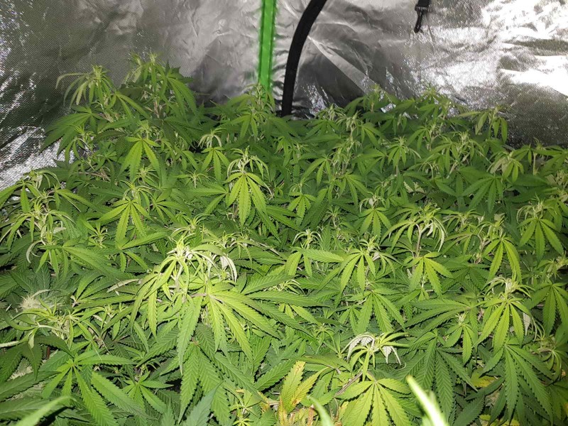 Purple Queen 7 days flower