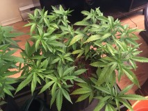 8B2D7AB7-2C05-4B90-BA39-5E2E02408B32