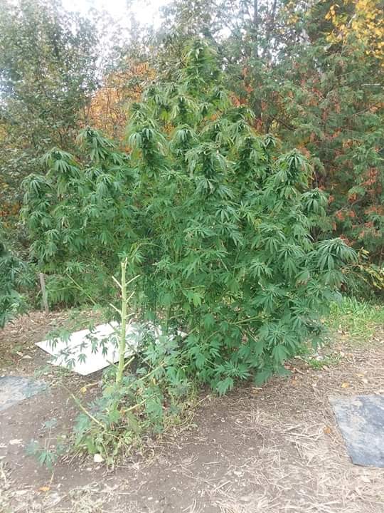 70b733306ef3bb8cb3a7ca2129cd8202.0