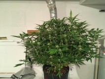 177ED2B0-DCBE-45ED-9350-FE4A16BF500B