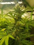 Granddaddy purps 38 days of 12/12 flower 20l soil