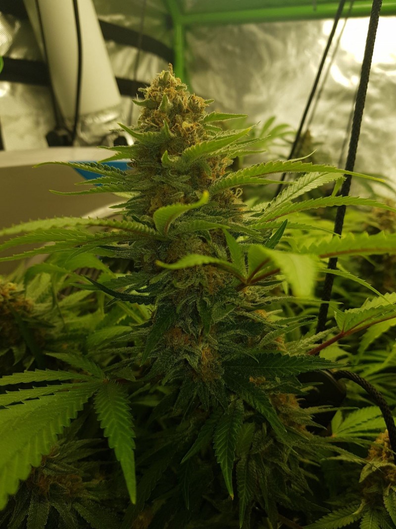 Purple Queen 44 days flower