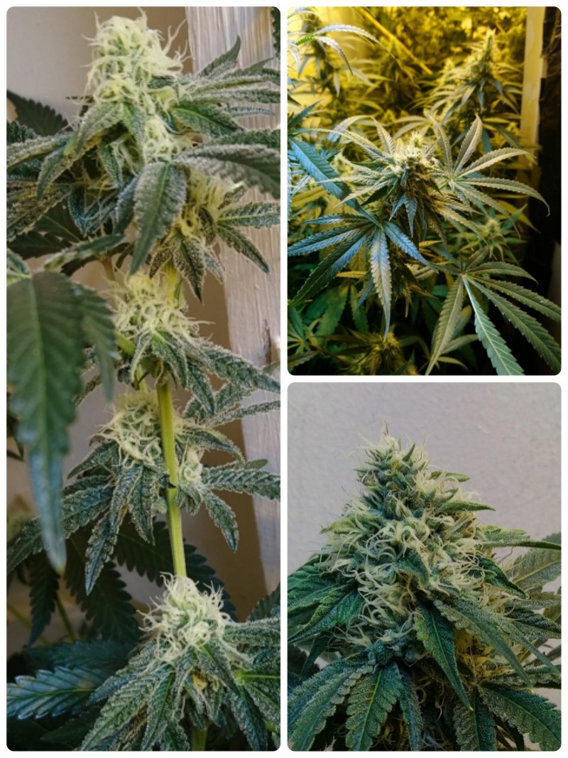 A7204526-37D5-4870-8FAD-49354F3FFCE5