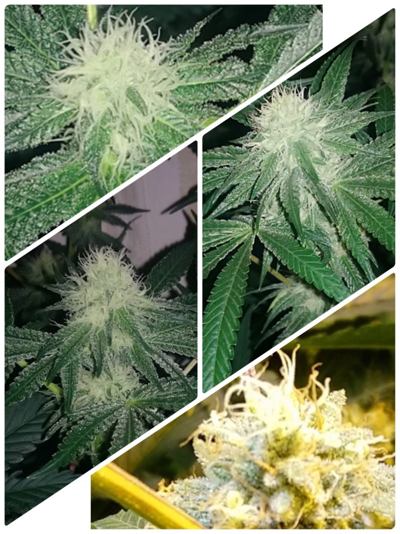 10A3D977-D590-41FF-BC5E-F2808F610433