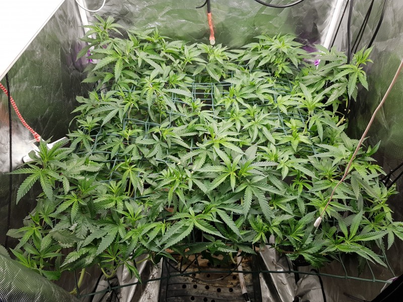 Invisible sun cake scrog prior to BRR