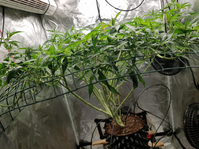 Invisible sun cake scrog prior to BRR