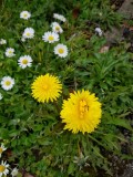 Poly dandelion