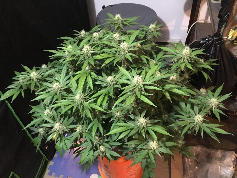 F746561D-497A-40A7-95C8-6DDC8B0A323E