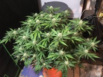 F746561D-497A-40A7-95C8-6DDC8B0A323E