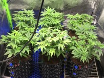 ED65704F-DA0C-41DB-9E4E-008E1F1401CF