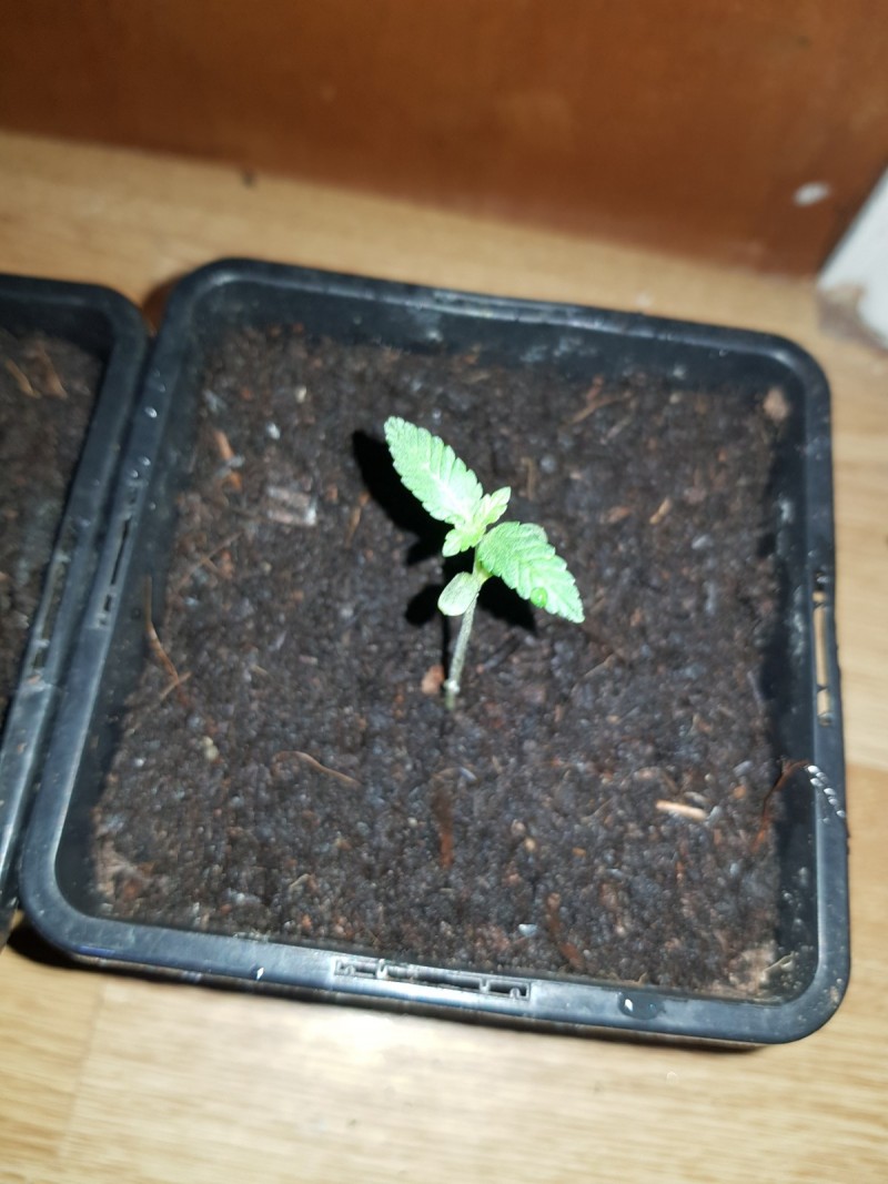 Dancing Shiva seedlings