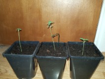 Dancing Shiva seedlings