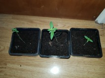 Dancing Shiva seedlings