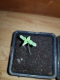 Dancing Shiva seedlings