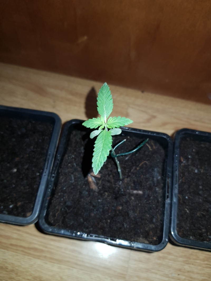 Dancing Shiva seedlings