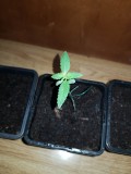 Dancing Shiva seedlings