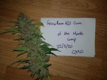 Bud of the month march 2020 purple queen RQS