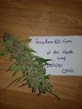 Bud of the month march 2020 purple queen RQS