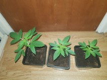 Dancing Shiva seedlings