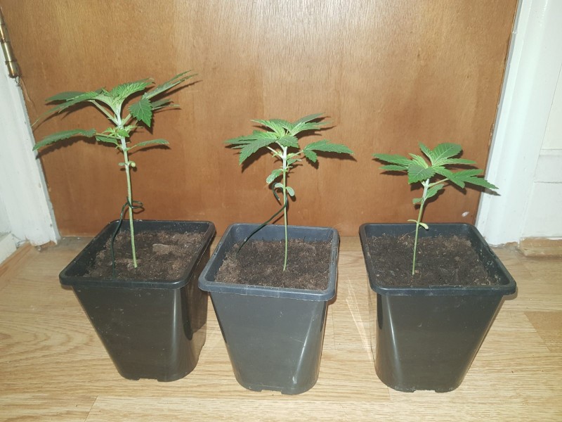 Dancing Shiva seedlings