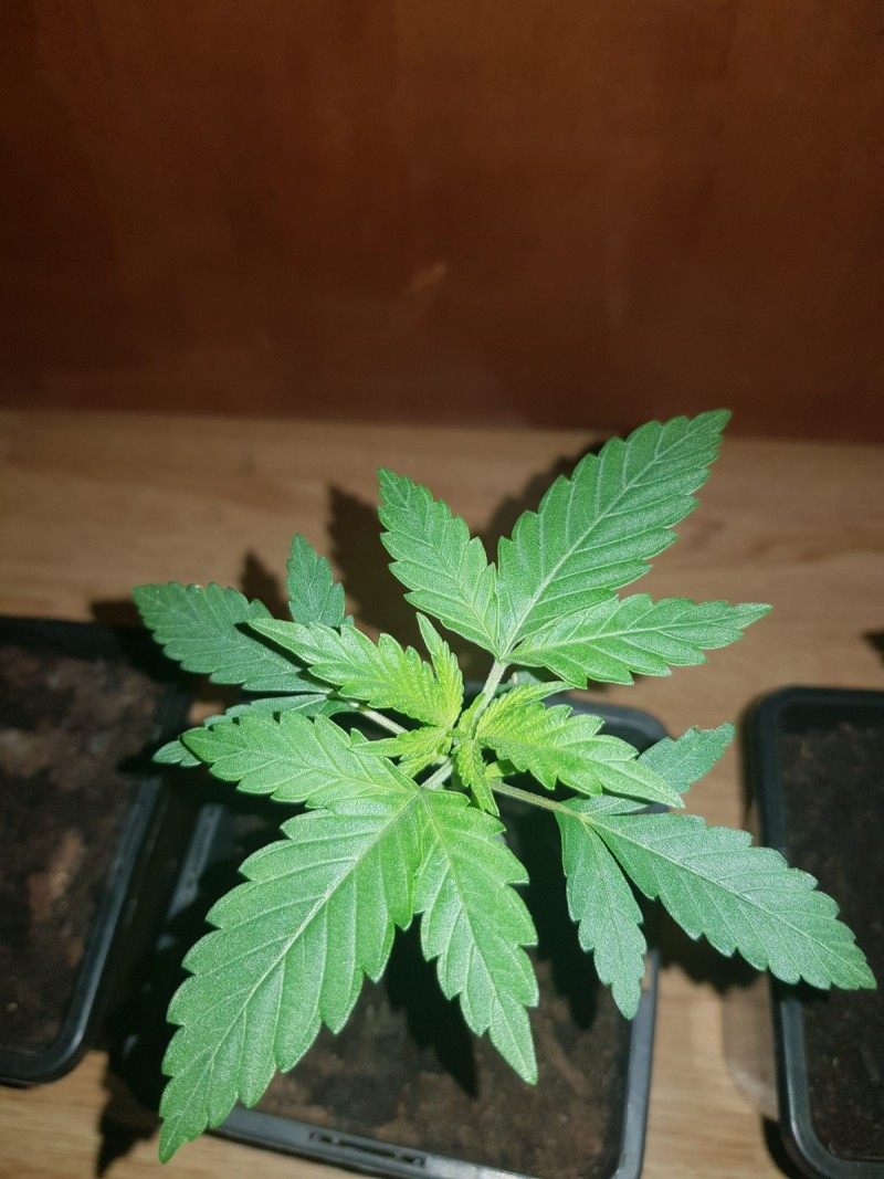 Dancing Shiva seedlings