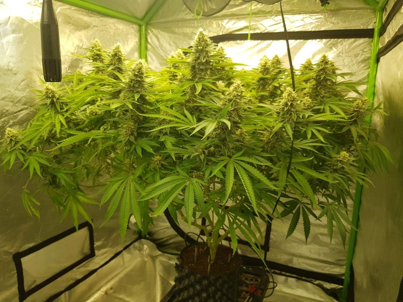 Purple Queen 38 days flower