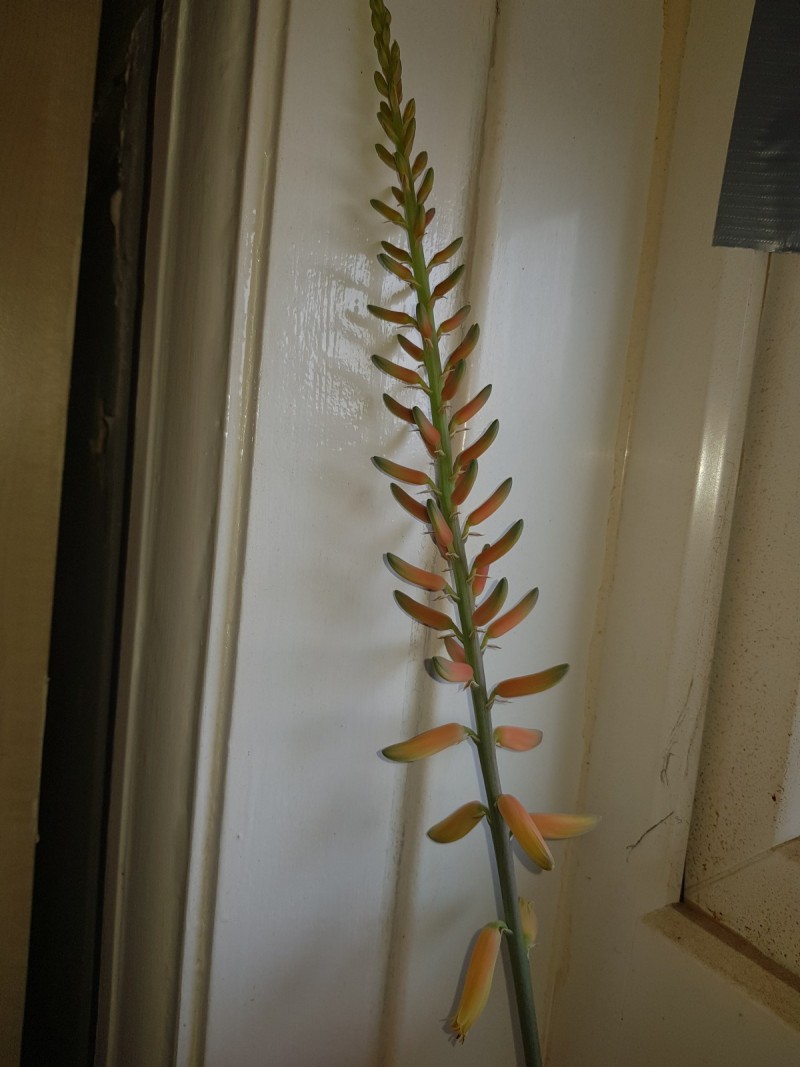 Aloe vera flower