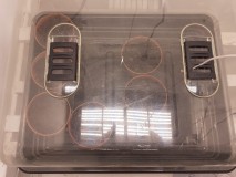 Strawberry Cheesecake Auto