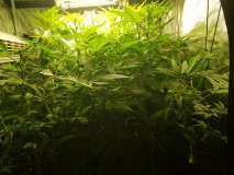 Cake low watt grow out day 17 12/12