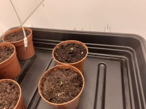 Strawberry Cheesecake Auto