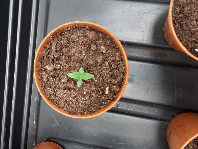 Strawberry Cheesecake Auto