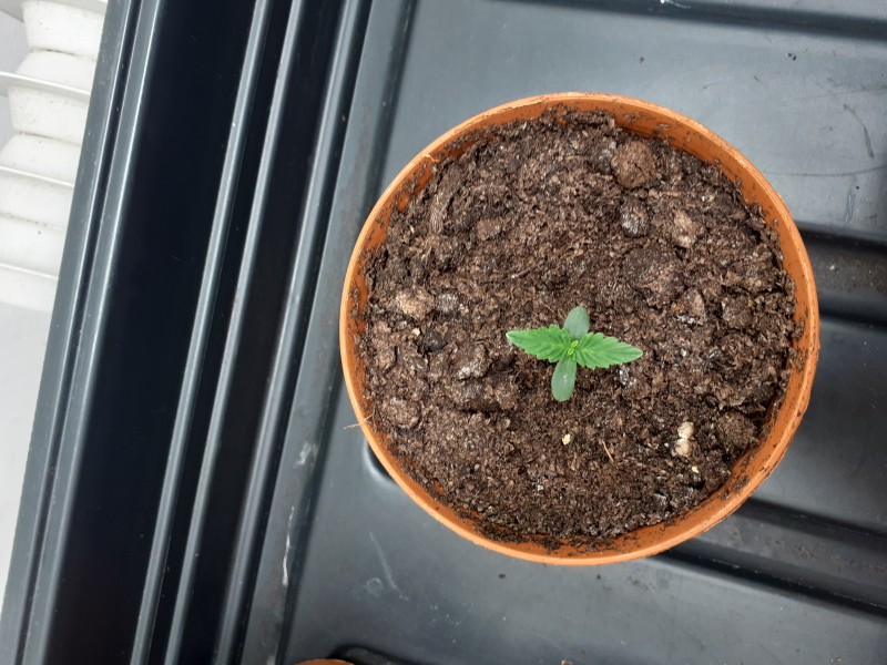 Strawberry Cheesecake Auto