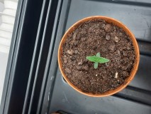 Strawberry Cheesecake Auto