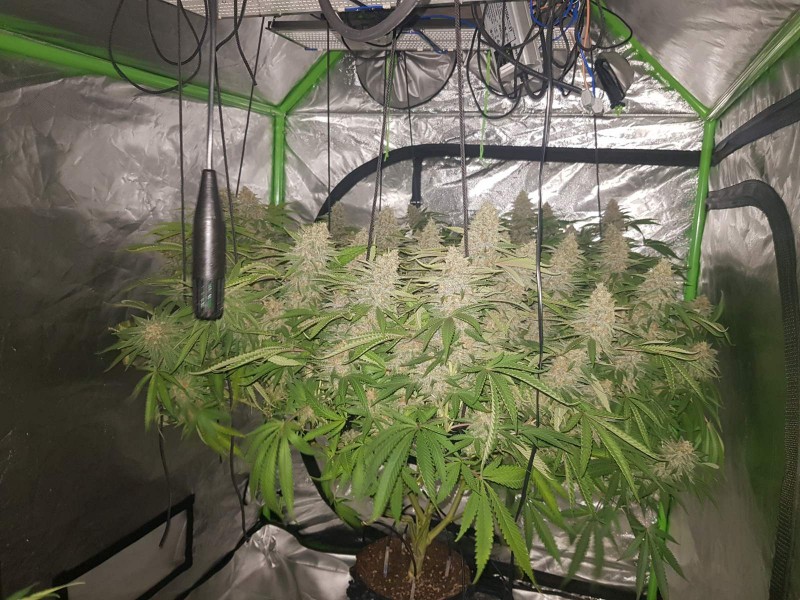 Purple Queen 38 days flower