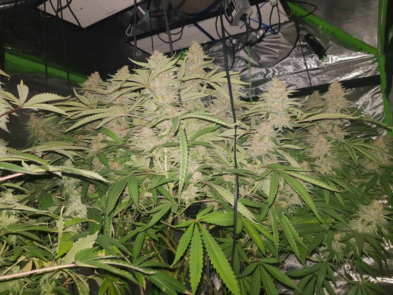 Purple Queen 38 days flower