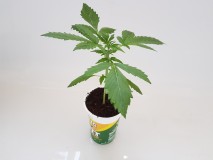 Thin mint crack seedstockers potnoodle